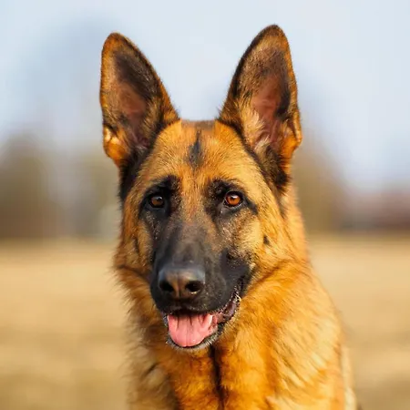 Ruhige Gartenwohnung In *